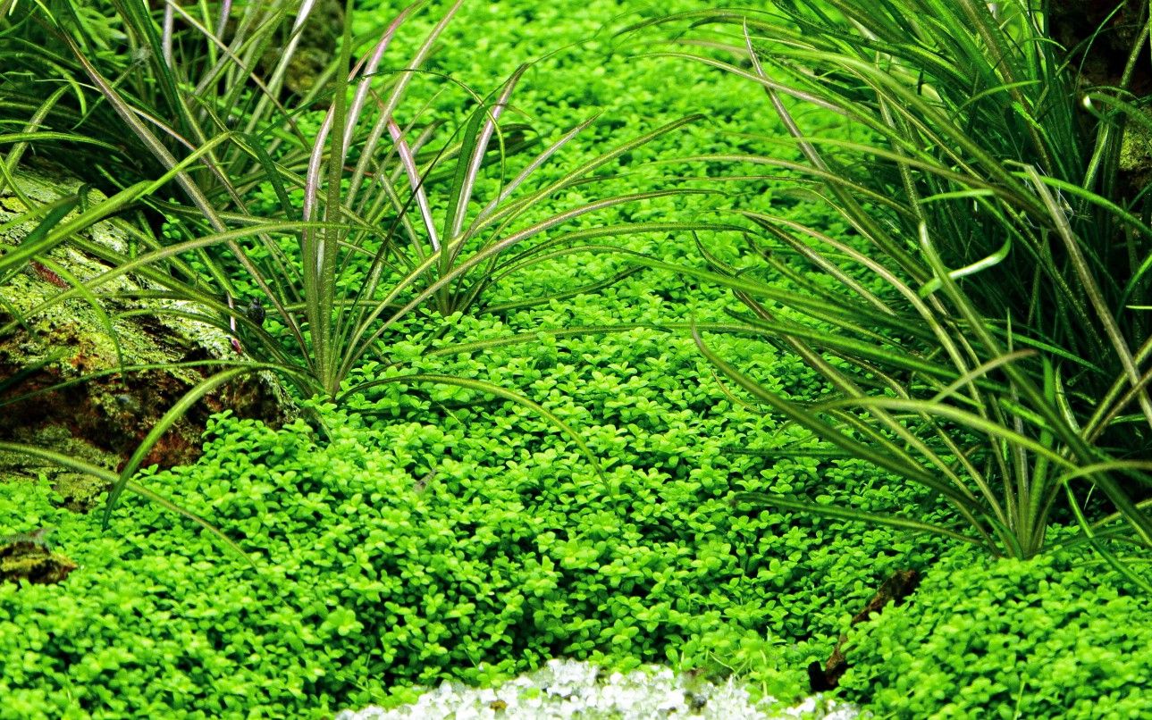 Hemianthus callitrichoides (Dwarf Pearlwort)